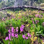 Esmeralda Basin: Wildflowers Blooming